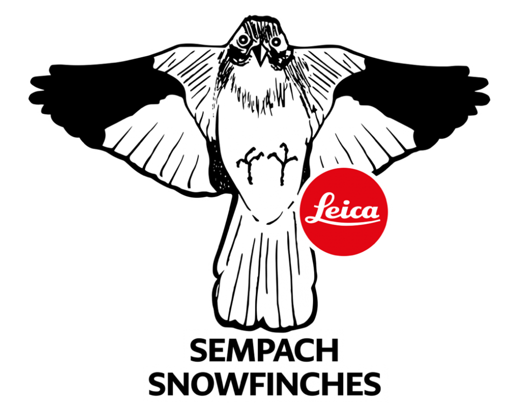 Leica Sempach Snowfinches